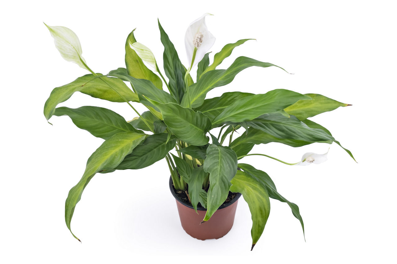 Peace lily potted plant